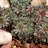 Purple Beauty Hen & Chicks Succulent