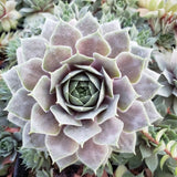 Purple Beauty Hen & Chicks Succulent