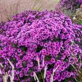 Pink Crush New England Aster
