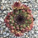 Spring The Whole flock Hen & Chick Collection Succulent
