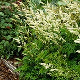 Misty Lace Dwarf Goat's Beard