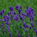 Spring Sun Loving Garden Collection