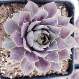 Purple Beauty Hen & Chicks Succulent