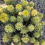 Atlantis® Sedum