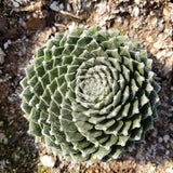 Spring The Whole flock Hen & Chick Collection Succulent