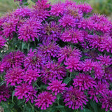 Grape Gumball Beebalm