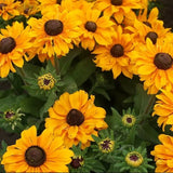 Spring Sun Loving Garden Collection