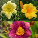 Reblooming Daylily Pack