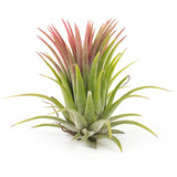 Red Air Plant
