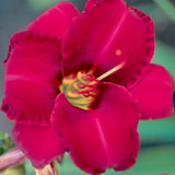 Dazzling Daylilies Clearance #1