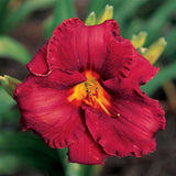 Royal Prairie Ruby Daylily