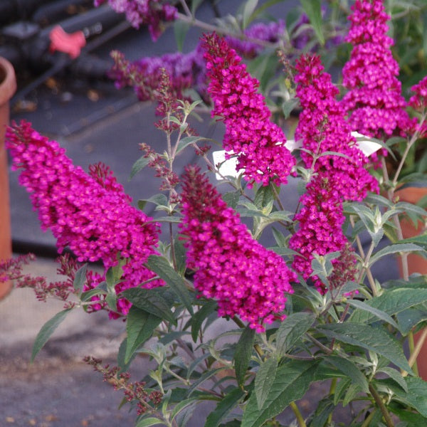 Buzz Raspberry Butterfly Hot Raspberry Buzz™ Butterfly Bush – rePotme