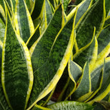 Futura Superba Snake Plant
