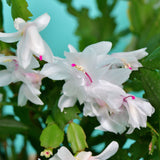 White Christmas Catus