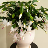 White Christmas Catus