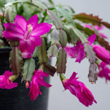 Purple Christmas Catus