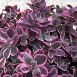 Spring Sedum Collection