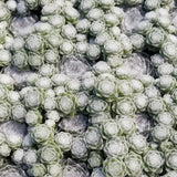 Arctic White Hen & Chicks Succulent