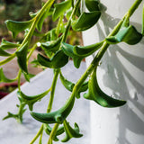 String of Dolphins