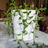 String of Dolphins