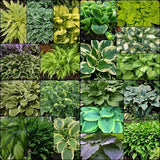 Mixed Hosta Sampler Pack (25 Plants)