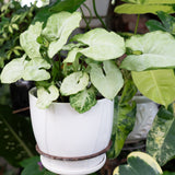 White Butterfly Arrowhead Plant
