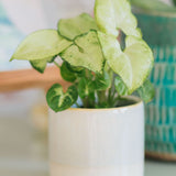 White Butterfly Arrowhead Plant