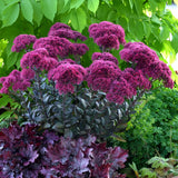 Thunderhead Sedum
