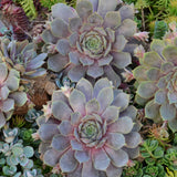 Spring The Whole flock Hen & Chick Collection Succulent
