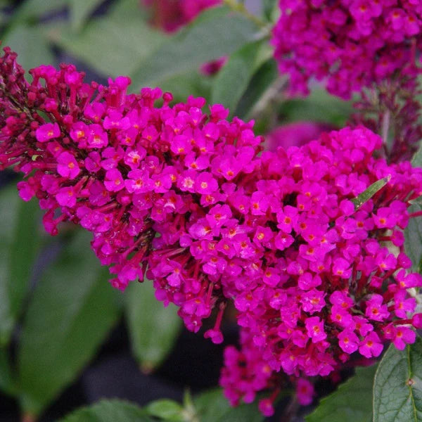 Buzz Raspberry Butterfly Hot Raspberry Buzz™ Butterfly Bush – rePotme