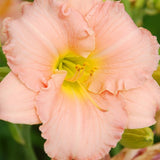 Shy Girl Daylily