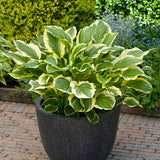 So Sweet Hosta