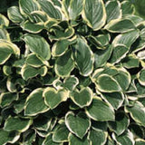 So Sweet Hosta
