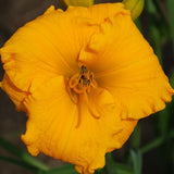 Solomon's Gold Daylily