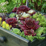 Hen and Chicks Succulent Mix