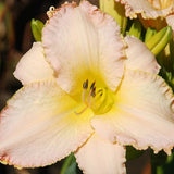 Summer Blessings Daylily
