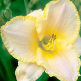 Sweet Allelu Daylily