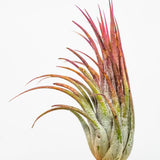 Red Air Plant