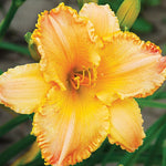 Taffeta Fashion Daylily - representative mature plant