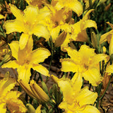 Tetrina's Grand Daughter Daylily - representative mature plant