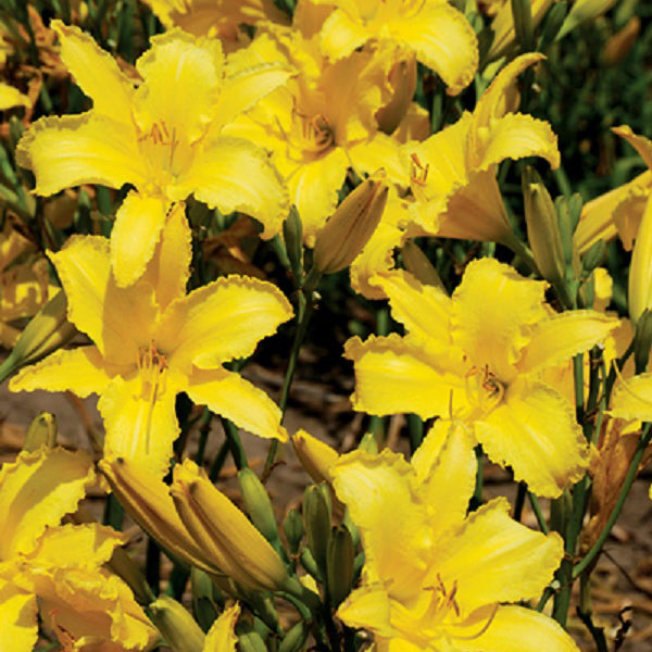 Tetrina's Grand Daughter Daylily - representative mature plant
