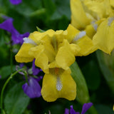 Thrice Blessed Dwarf Iris - representative mature plant