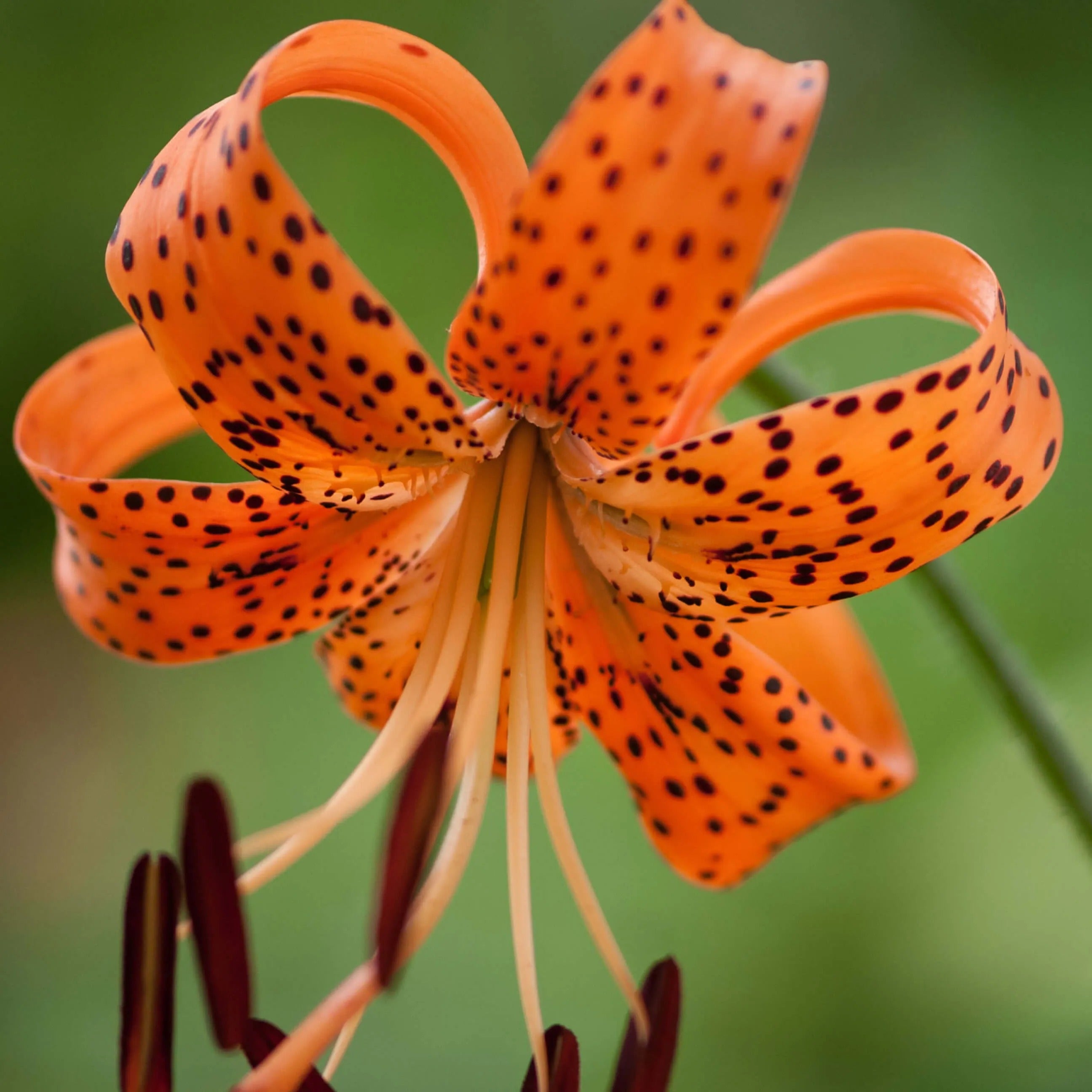 Lillies – rePotme