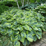 Mini to Mighty Hosta Collection