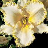 Vitamins Daylily