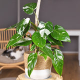 White Princess Philodendron