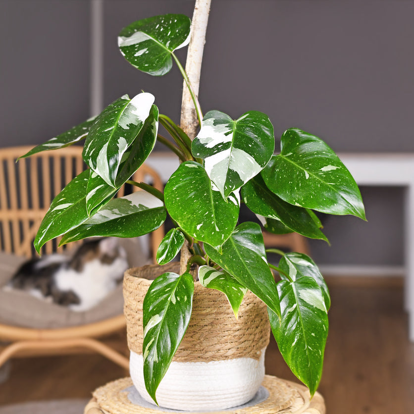 Shop Houseplants