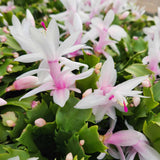 White Thanksgiving Cactus