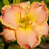You're Special Daylily