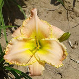 You're Special Daylily